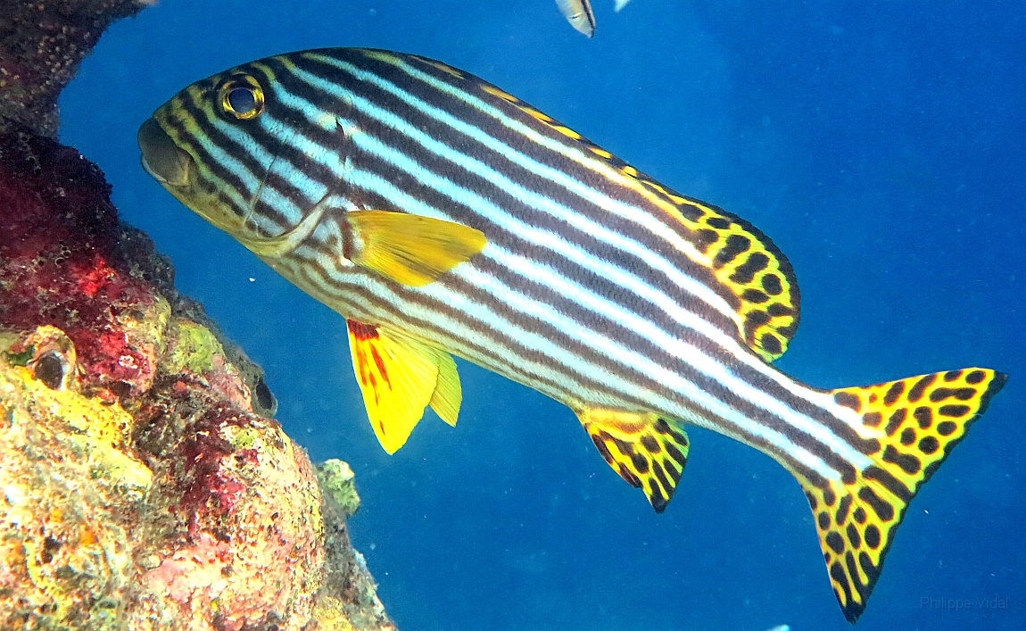 IMG_0988rfn_Maldives_Madoogali_House reef_Diagramme oriental_Plectorhinchus orientalis.jpg